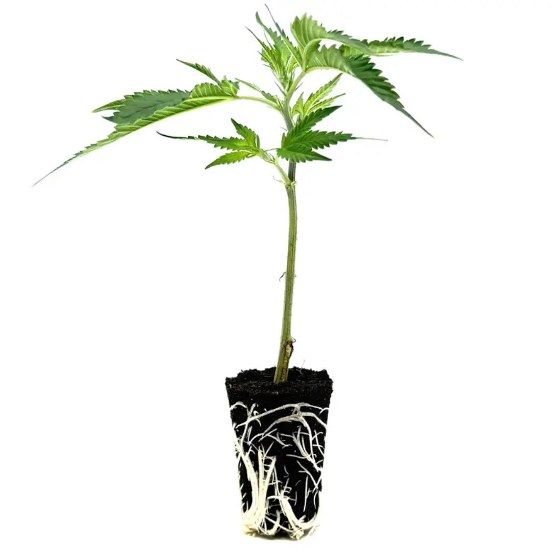 Cake & Punch - Weedforfriends