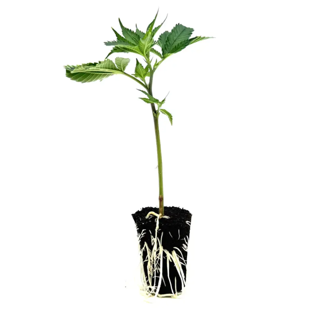 Platinum Chunk Cookies | Weedforfriends