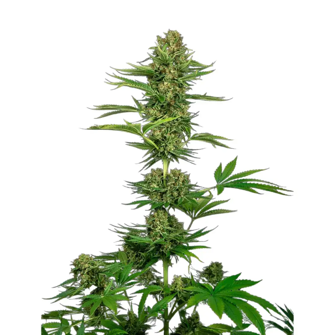 WEDDING CAKE AUTOMATIC FEMINISIERT (Weedforfriends Seeds) - Weedforfriends