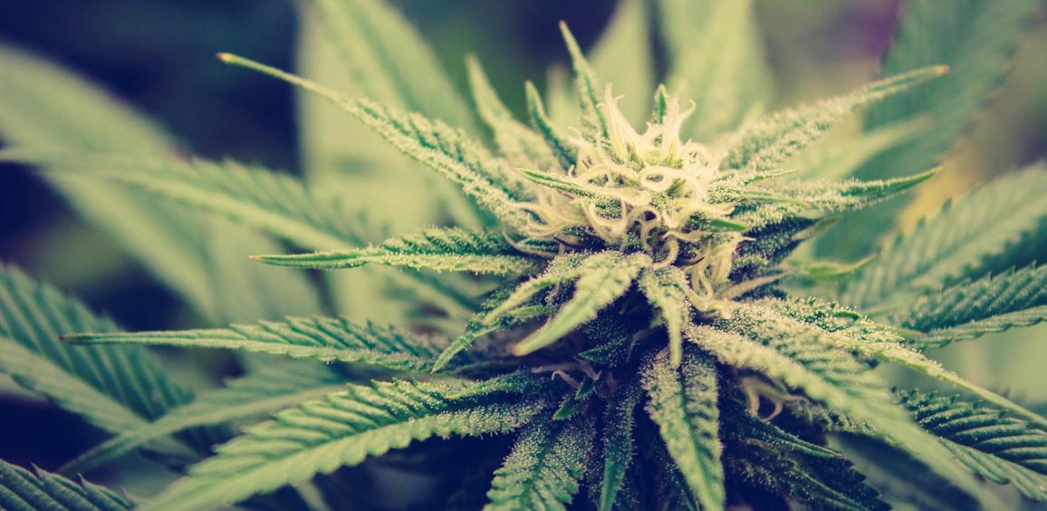 THP420 Erfahrungen: Alles über das nächste große Cannabinoid bei Weedforfriends