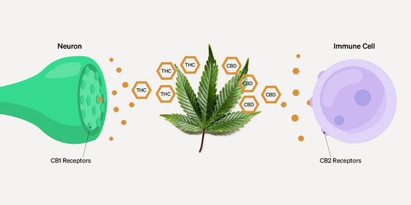 PHC Products: A Journey Through the Potential of Phytocannabinoid Extracts