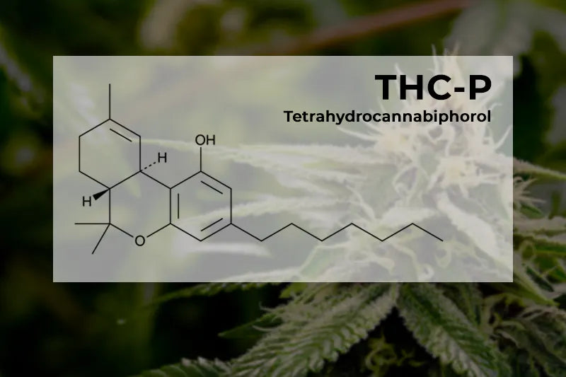 THCP - Der neue Star unter den Cannabinoiden im Vergleich zu THC