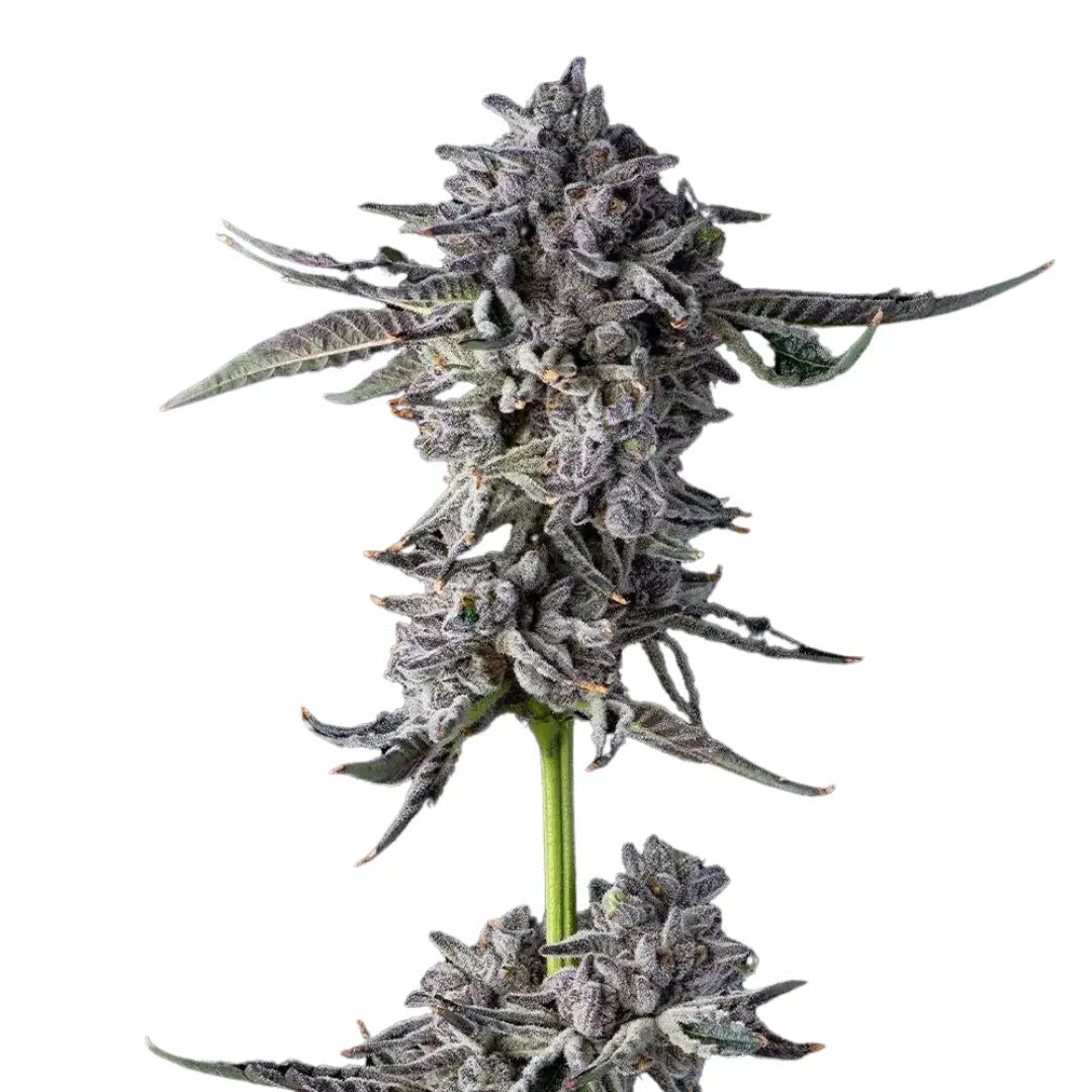 AK-47 AUTOMATIC FEMINISIERT (Weedforfriends Seeds) Weedforfriends