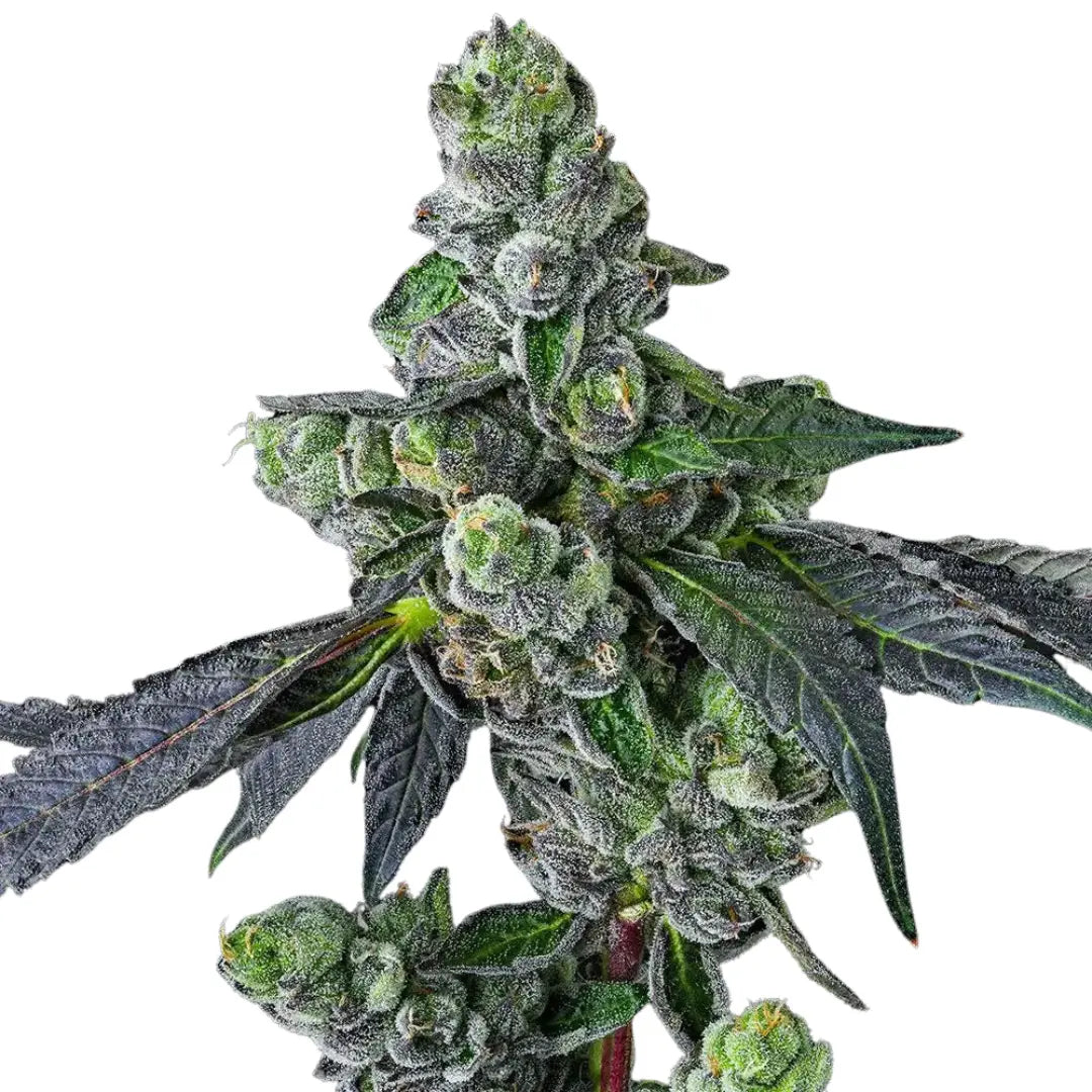 AMNESIA HAZE AUTOMATIC FEMINISIERT (Weedforfriends Seeds) - Weedforfriends