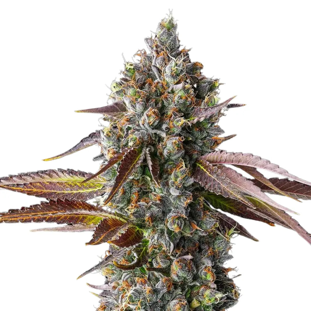 BIG BUD AUTOMATIC FEMINISIERT (Weedforfriends Seeds) - Weedforfriends