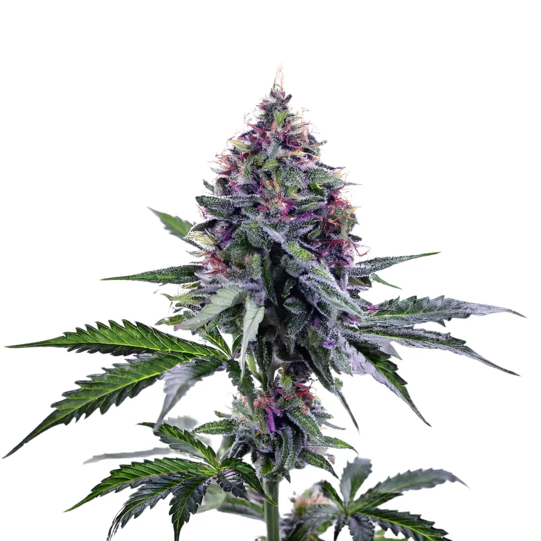 BLUEBERRY AUTOMATIC FEMINISIERT HANFSAMEN (Weedforfriends Seeds) - Weedforfriends