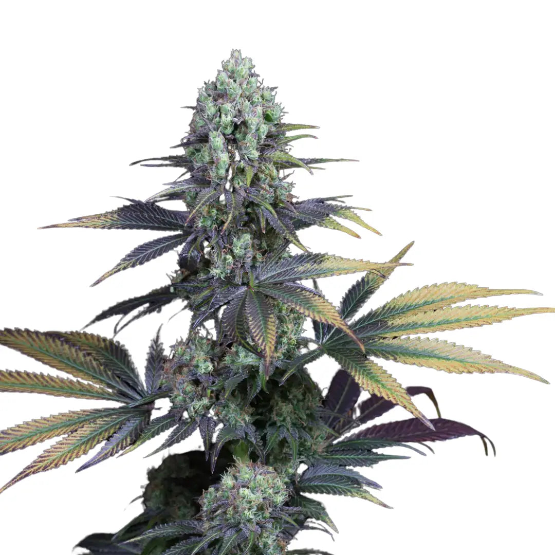 COOKIES AUTOMATIC FEMINISIERT (Weedforfriends Seeds) - Weedforfriends