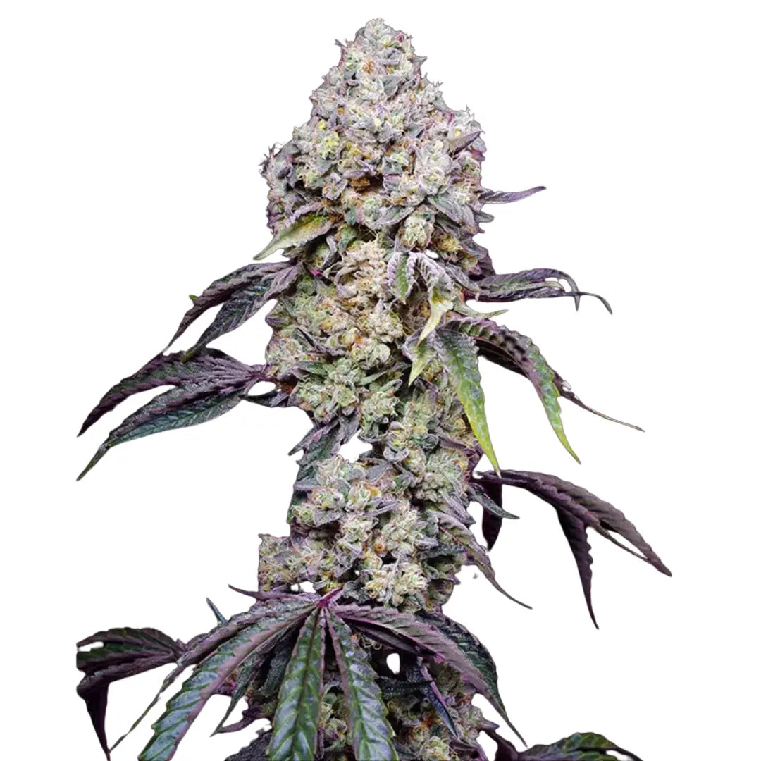 GELATO AUTOMATIC FEMINISIERT (Weedforfriends Seeds) - Weedforfriends