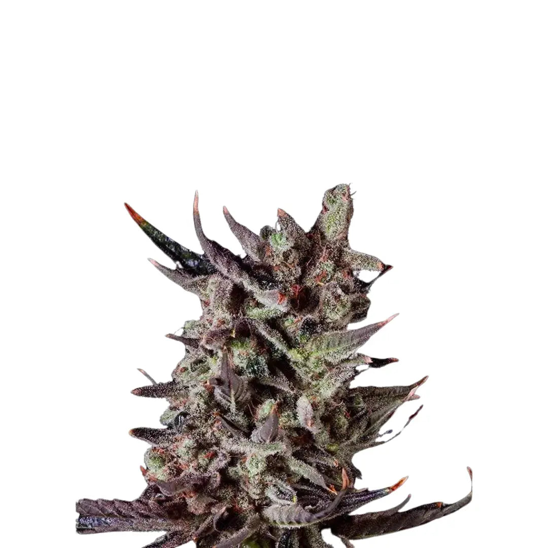 Gelato XL AUTOMATIC FEMINISIERT (Weedforfriends Seeds) Weedforfriends