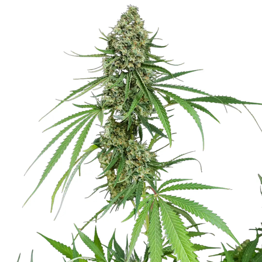 LEMON LARRY KUSH AUTOMATIC FEMINISIERT (Weedforfriends Seeds) Weedforfriends