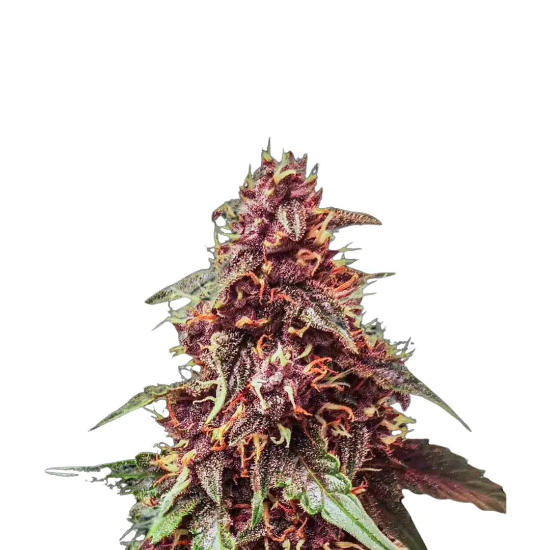 Northern Lights AUTOMATIC FEMINISIERT (Weedforfriends Seeds) Weedforfriends